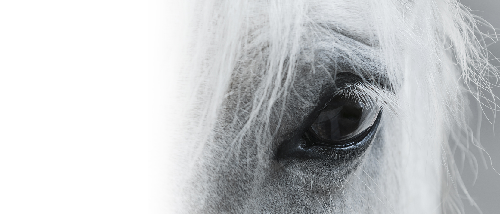 Coaching con Caballos