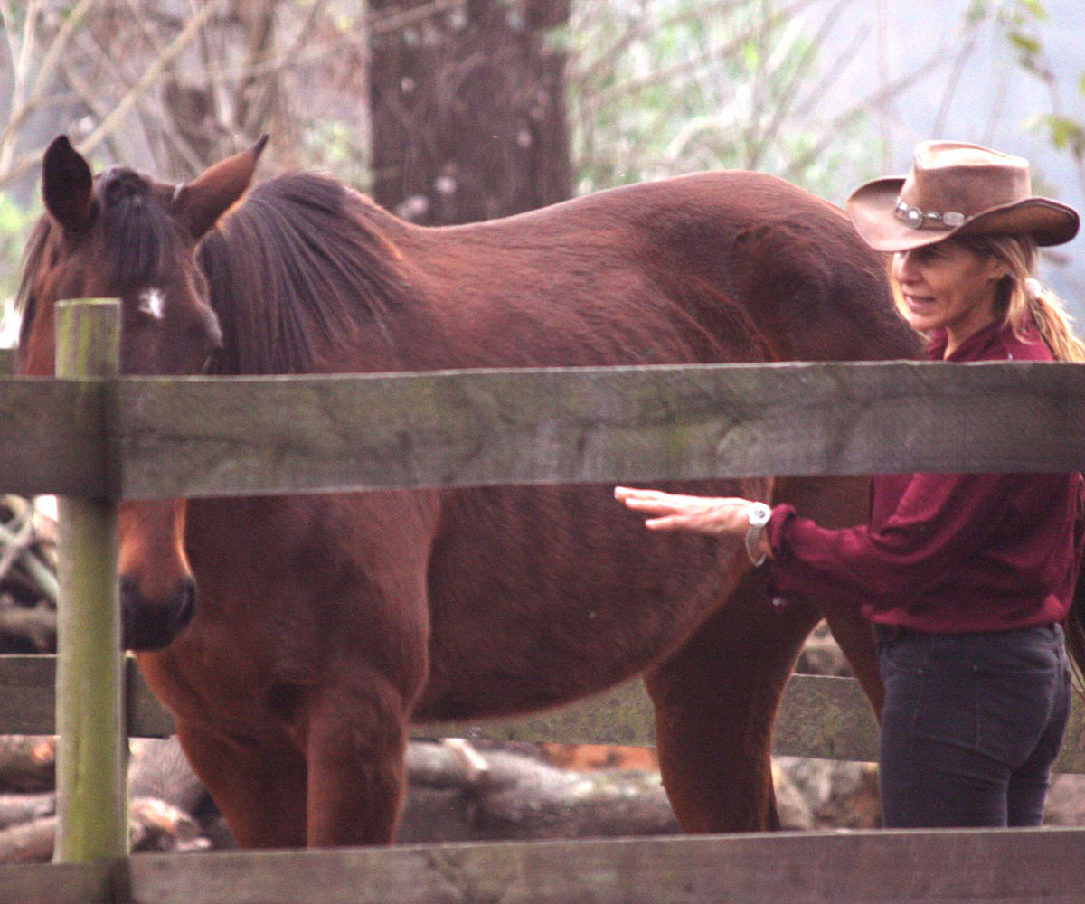 Caballos